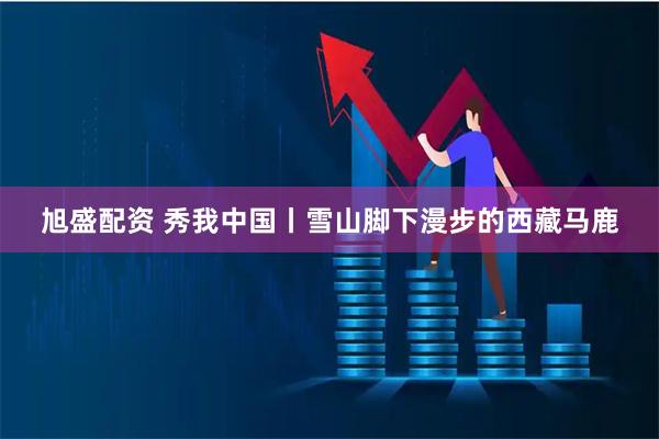 旭盛配资 秀我中国丨雪山脚下漫步的西藏马鹿