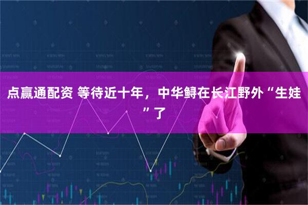 点赢通配资 等待近十年，中华鲟在长江野外“生娃”了